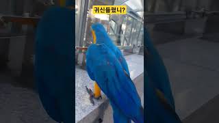 귀신들린 청금강앵무새 루카? #청금강 #청금강앵무새 #마카우 #parrot #macaw #앵무새 #동물 #반려동물 #애완동물 #animal #루카 #산책