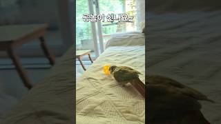 공놀이 신나요~근데 이제 그만!#앵무새 #parrot …