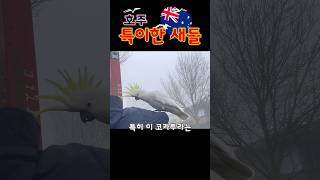 #birds ️ #호주 에서 만난 특이한 새들 #Coc…