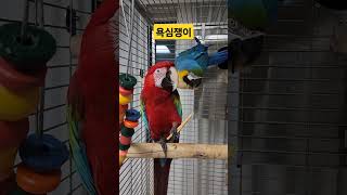 홍금강앵무새 청금강앵무새 #앵무새 #birds #마카우앵무새 #반려동물