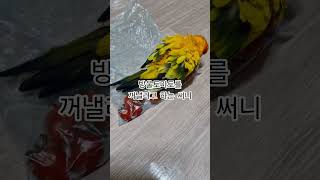 써니야 니가 방울토마토를 알아?  #썬코뉴어 #parrot #앵무새  #방울토마토 #cherry tomato #꺼내려고 #get it out! #알아? #you know? #써니