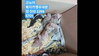 코뉴어앵무새.퀘이커앵무새분양010 2296 5701