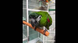 말하는 앵무새. 한스마카우