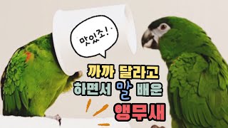 까까 달라고 하면서 말 배운 앵무새