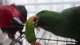 오이고추를 맛있게 먹는 뉴기니아 앵무새들