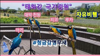 청금강앵무새 5마리 태화강에 출현!!! (목도리앵무새2마리도)
