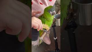 한스마카우 별이랑 나들이#한스마카우 #앵무새 #애조인 #parrot #birds #cute