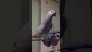 아이예뻐 예뻐요? 회색앵무 토토! 말함