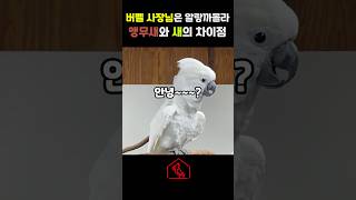 사장님은 알랑까몰라~~~시간입니다 #앵무새 #앵무새키우기 #코카투 #앵무새정보