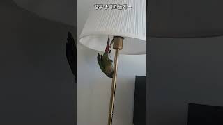 종치고 놀기 ( Playing with a bell )   # birds #cute #parrot