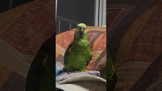 귀농귀촌 앵무새 놀아주기 Playing parrots …