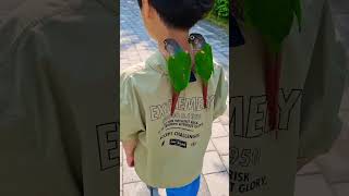 앵무새들은 이렇게 산책을 한다....절대 스스로 안걸어…