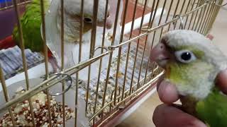 [앵무파파] 코뉴어 막둥이 아기 '모두'가 새장 골목을 접수했네요^^ [2020.02.05]