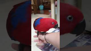 뉴기니아앵무새암컷 까칠한그녀 길들이기ㅋ(똥새훈련시켜서 …