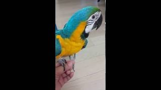 새싹 뜯는 청금강 콴선생 [BLUE&GOLD Macaw Qwan ]