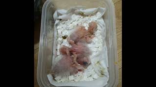 앵무새분양 #앵무새 #루티노퀘이커