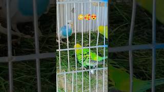 This Amazon bird toy is so cool || #birds #parrot #1million