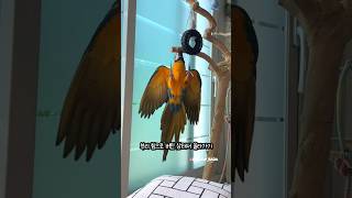 코어 힘이 좋은 앵무새