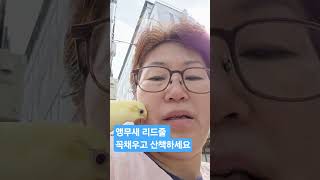 #앵무새 #루티노퀘이커 #앵무새분양 #010 22965701
