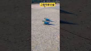 루카 그림자분신술 #parrot #앵무새 #animal…