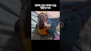 사람이 너무 좋은 청금강 아오 #청금강 #앵무새 #청금…