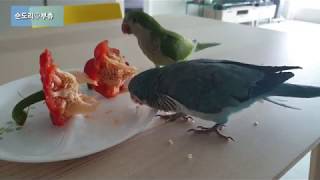 퀘이커앵무새 순도리♡부츄 (파프리카씨 간식타임~그리고 제3의 언어 꽥꽥꽥)