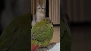 야옹이와 앵무 만남#앵무새#코뉴어#고양이