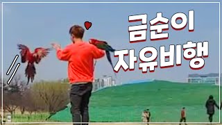 홍금강 앵무새 금순이의 자유비행
