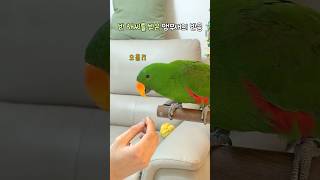 알맹이 없는 해씨를 받은 앵무새 반응          …