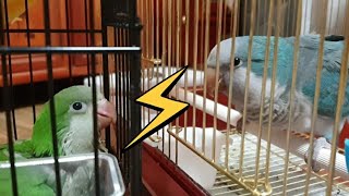 퀘이커앵무새 순도리♡부츄 (매력덩어리 순도리 말하기 신…