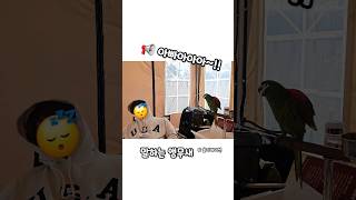 아빠!! 눈 떠‼️ㅋㅋㅋ #말하는앵무새 #한스마카우