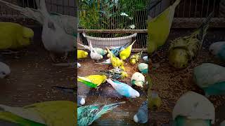 This Amazon bird toy is SO COO…