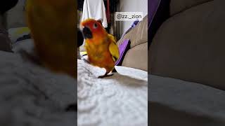 통통한 앵무새가 신나면 #썬코뉴어 #썬코 #앵무새 #통…