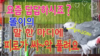 나는 바담풍 할테니까~ 너는 바담풍 해~[연구대상앵무새…