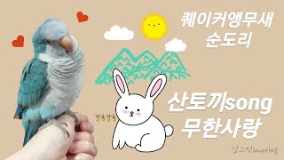 퀘이커앵무새 순도리 산토끼토끼야♡무한사랑 불러봅니다~