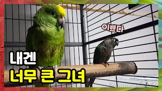 종이 다른 앵무새들도 친구가될수 있을까요? 조건없는 우…