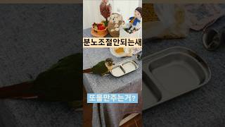 물1)밥안주면부서버릴거야#parrot#shorts#코뉴어#사랑앵무#앵무새#퀘이커#모란#썬코뉴어#왕관새
