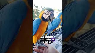 macaw#animals #Friendship #Us