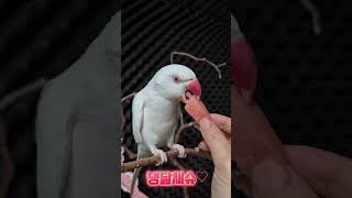 수박간식#목도리앵무새#앵무새#parrot#먹방#간식#코…