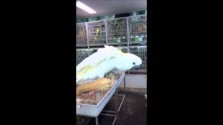 코카투 앵무새 댄스 (앵무새동물원)