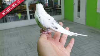 앗!!!  사랑앵무새들 틈에서 더 사랑스러운 너는 누구…