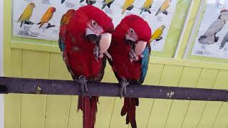 홍금강 앵무새 타미와 크림이 친해지는중