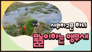 한스 하니의 여름나기