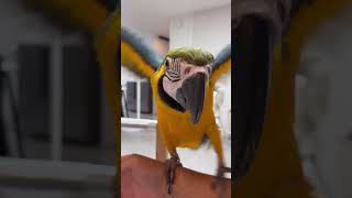 앵무새 필수 비행 훈련 챕터2 #청금강 #parrot …