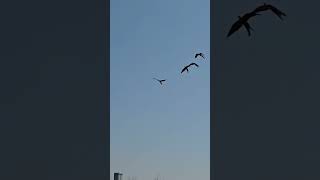 오랜만에 비행~  #자워비행  #앵무새 #말하는앵무새 #청금강앵무새 #홍금강앵무새 #마카우