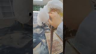 엄블렐라 코카투 만지기 #부천옥길동리프패럿