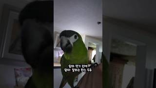 맘마 먹기 전레 맘마! 말하는 한스마카우 #앵무새 #반려앵무새 #반려동물 #한스마카우 #두루