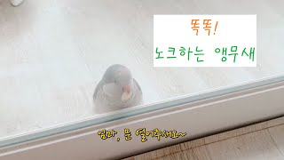 [앵아치 치즈 이야기] 간식을 위해 노크하는 앵무새!!!