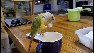 코뉴어앵무새 (황금이)얼음파티