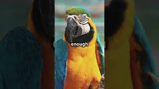 Meet the Majestic Hyacinth Mac…